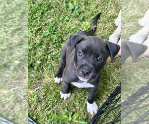 American Staffordshire Terrier Puppy for sale in DEXTER, MO, USA