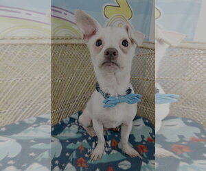 Chihuahua-Unknown Mix Dogs for adoption in Bellevue, WA, USA