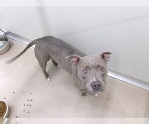 Mutt Dogs for adoption in Temple, TX, USA