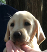 Small Photo #2 Labrador Retriever Puppy For Sale in BARNESVILLE, GA, USA