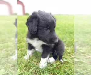 Border Collie-Mutt Mix Puppy for sale in SHILOH, OH, USA