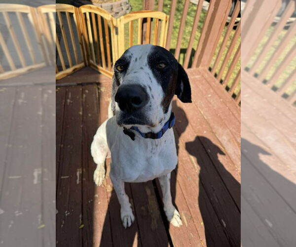 Medium Photo #12 Great Dane-Pointer Mix Puppy For Sale in Bullard, TX, USA