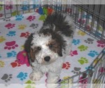 Small Photo #10 Poochon Puppy For Sale in ORO VALLEY, AZ, USA
