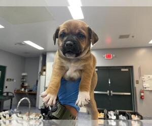 Mutt Dogs for adoption in Riverside, CA, USA