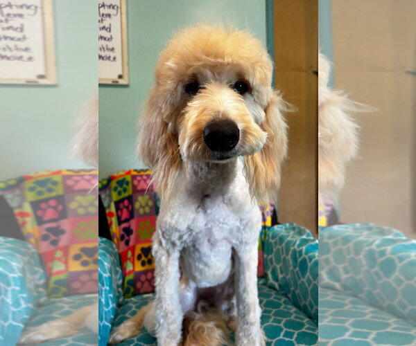 Medium Photo #3 Goldendoodle Puppy For Sale in Pacolet, SC, USA