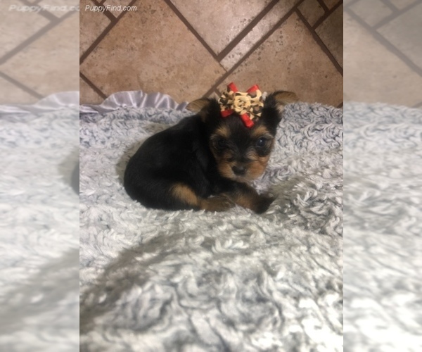 View Ad: Australian Yorkshire Terrier Puppy for Sale near ...