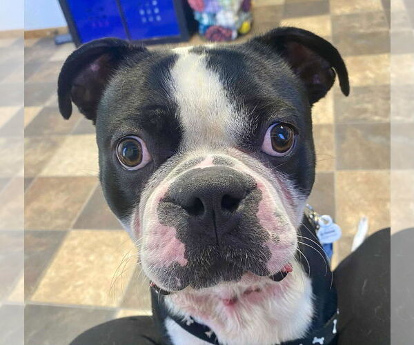 Medium Photo #2 Boston Terrier-Unknown Mix Puppy For Sale in Minneapolis, MN, USA