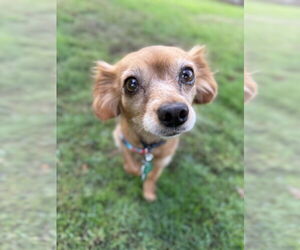 Chiranian Dogs for adoption in Bellevue, WA, USA