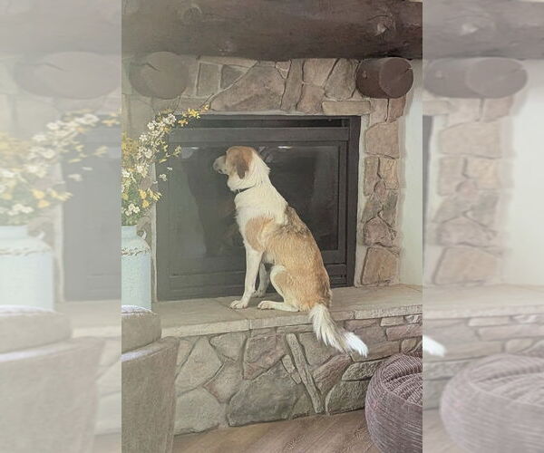 Medium Photo #12 Australian Shepherd-Unknown Mix Puppy For Sale in Sandy, UT, USA