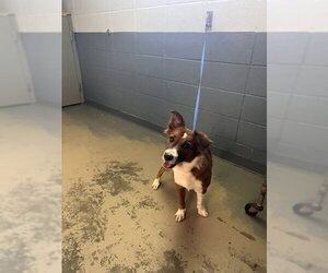 Collie Dogs for adoption in Tallahassee, FL, USA