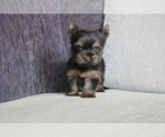 Small Photo #3 Yorkshire Terrier Puppy For Sale in MANHATTAN, NY, USA