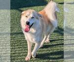 Small #6 Great Pyrenees-Huskies  Mix