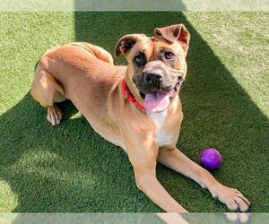 Boxer Dogs for adoption in Orange, CA, USA