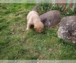 Small Photo #49 Labradoodle Puppy For Sale in WASHOUGAL, WA, USA