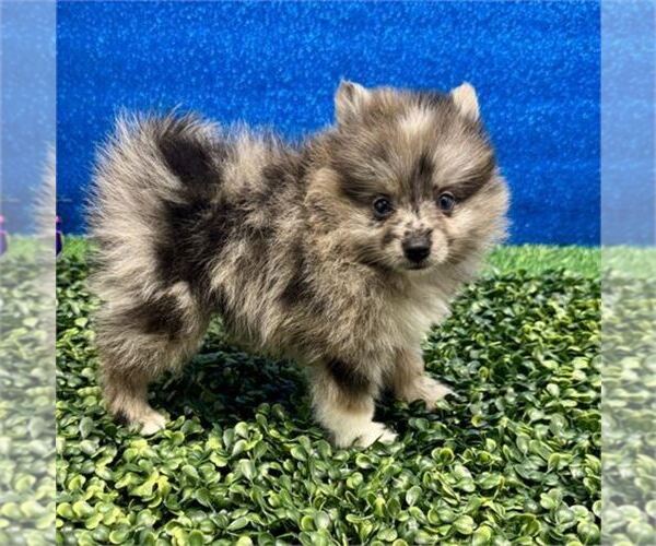 Medium Photo #8 Pomeranian Puppy For Sale in HOUSTON, TX, USA