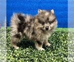 Small #7 Pomeranian