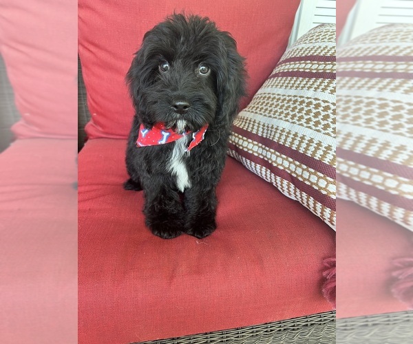 Medium Photo #5 Cavapoo Puppy For Sale in RICHMOND, IL, USA