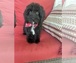 Small #4 Cavapoo