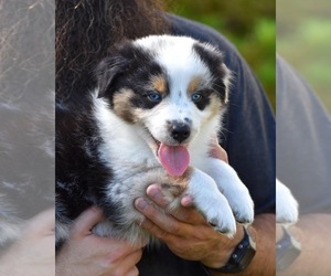 Australian Shepherd Puppy for sale in GROVETOWN, GA, USA