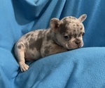 Small #1 French Bulldog