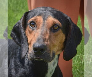 Black and Tan Coonhound-Unknown Mix Dogs for adoption in Huntley, IL, USA