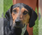 Trotter - Male Black and Tan Coonhound-Unknown Mix Dog for Adoption - Small photo