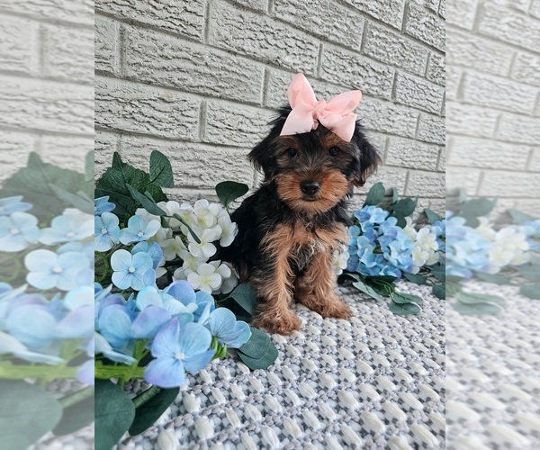 Medium Photo #2 Yorkshire Terrier Puppy For Sale in INDIANAPOLIS, IN, USA