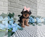 Small #1 Yorkshire Terrier