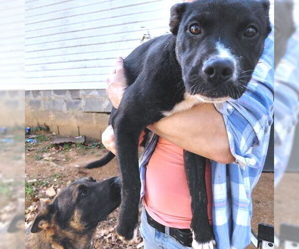 Medium Photo #2 Labrador Retriever-Unknown Mix Puppy For Sale in Rutherfordton, NC, USA