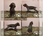 Puppy Girl 043126F06R German Shorthaired Pointer