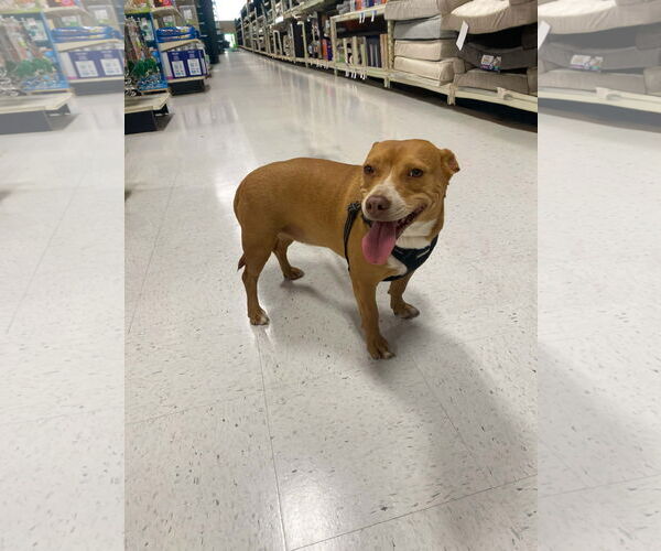 Medium Photo #3 Dachshund-Staffordshire Bull Terrier Mix Puppy For Sale in La Verne, CA, USA