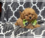 Small Photo #15 Cavapoo Puppy For Sale in LAKELAND, FL, USA