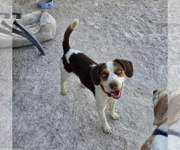 Medium Photo #9 Beagle Puppy For Sale in Las Vegas, NV, USA