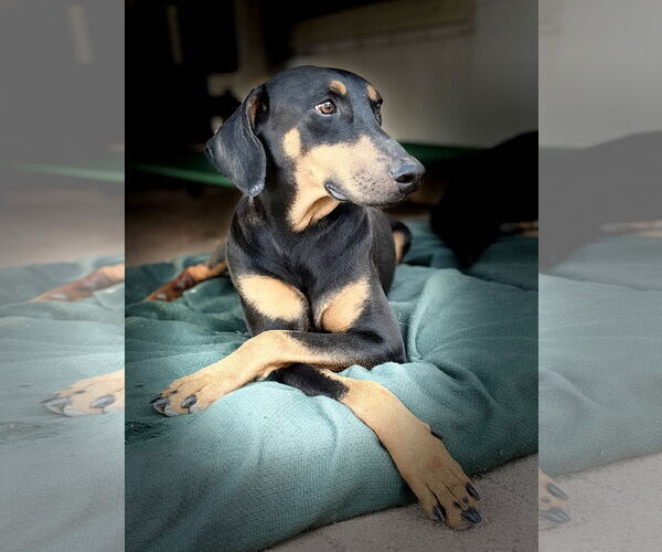 Medium Photo #1 Doberman Pinscher Puppy For Sale in Buffalo, MN, USA