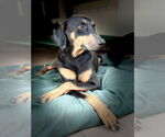 Small Doberman Pinscher