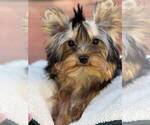 Small #2 Yorkshire Terrier
