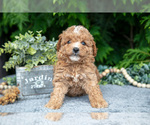 Small Photo #12 Cavapoo Puppy For Sale in KIRKWOOD, PA, USA