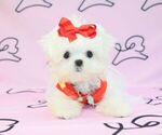 Small Photo #7 Maltese Puppy For Sale in LAS VEGAS, NV, USA