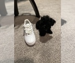 Small Photo #11 Maltipoo Puppy For Sale in BRIDGEPORT, CT, USA