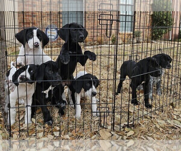 Medium Photo #1 German Shorthaired Pointer Puppy For Sale in MCKINNEY, TX, USA