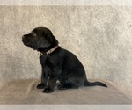 Small #2 Labrador Retriever