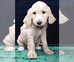 Puppy 2 Labradoodle
