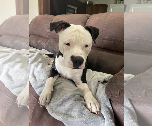 Medium Photo #2 American Staffordshire Terrier-Unknown Mix Puppy For Sale in Oakhurst, NJ, USA