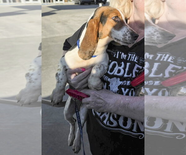 Medium Photo #5 Basset Hound Puppy For Sale in Deepwater, NJ, USA