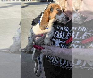 NALA - ADOPTION PENDING! - Female Basset Hound Dog for Adoption - Photo #5