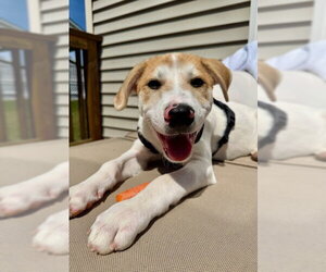 Labrador Retriever-Unknown Mix Dogs for adoption in Jefferson, NJ, USA