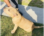 Small Photo #2 American Bully Puppy For Sale in LUMBERTON, NC, USA