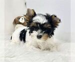Small #1 Yorkshire Terrier