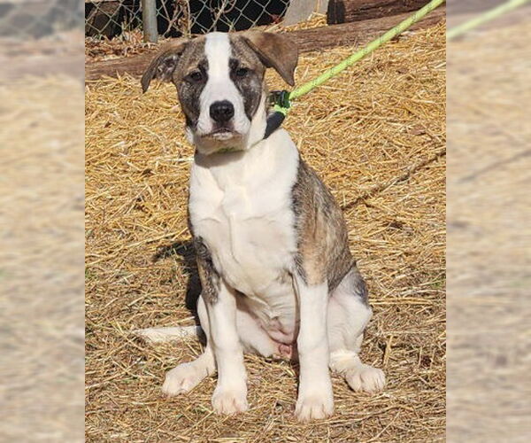 Medium Photo #2 Bulldog-Unknown Mix Puppy For Sale in Wetumpka, AL, USA