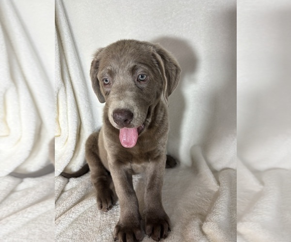 Medium Photo #3 Labrador Retriever Puppy For Sale in GREENFIELD, IN, USA